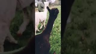 ALPACA WALKING 