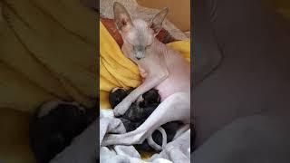 Naked Chaos: When Sphynx Cat Meets Newborn Kittens—Gone Wrong!