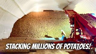 Stacking millions of pounds of potatoes in a new cellar!