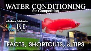 Grooming RDC Super red arowana Part1