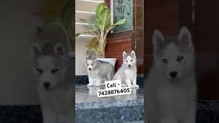 Blue eyes husky puppies for sale in delhi ncr #phonkmusic #audio #edm #happypaws #poshpaws