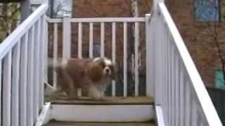 MATT'S DOG JASPER