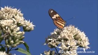 Eueides isabella dianasa, PqIbirapueraSP BR 14 6 2015 Antonio Silveira