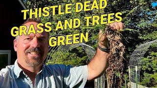 Transline herbicide safe over trees?