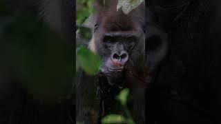 Tropical Rain Forests Amazon Brazil