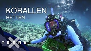 Bedrohung der Korallenriffe | Dirk Steffens auf den Seychellen | Terra X