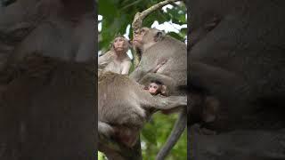 Cute ape family | niedliche Affenfamilie #cute #ape #family #animals #shorts
