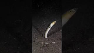 Now you know how this species burrows into the seabed #eel #burrow #sea #nature