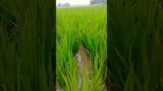 Ramesh Maurya70.  Kisan ka dhaan ka kheti paudha