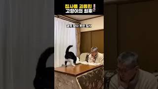 집사를 괴롭힌 고양이의 최후