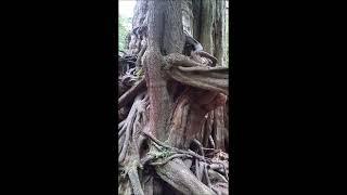 Big Cedar Tree | Olympic national park | Washington