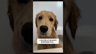 抚慰犬：我就是过来看看你 我的萌宠萌宠出道计划治愈精神抚慰犬狗狗@DOU+小助手