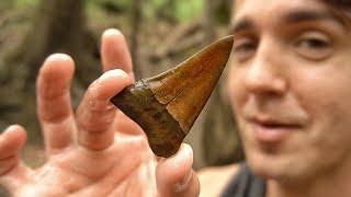 Florida Fossil Hunting & Exploration | We Found Shark Teeth and Headless Fish in the Swamp!