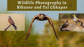 Wildlife photography in Bikaner and Tal Chhapar | Clicking Foxes, Buzzards and Eagles