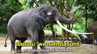 เยี่ยมชม "พลายศักดิ์สุรินทร์" ณ ศูนย์อนุรักษ์ช้างไทย จ.ลำปาง