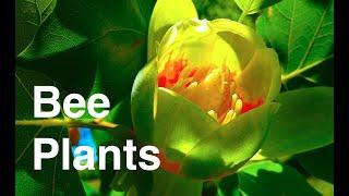 Plants For Honey Bees