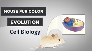 Evo-Ed: Cell Biology of Mouse Fur Color Evolution