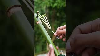 https://youtube.com/shorts/KVZTI2j-DjE?si=97NoQz2dplosj1F-#bamboo