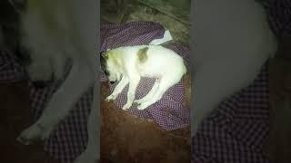 my dog