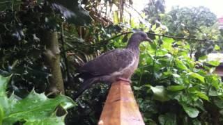 Young Wood Pigeon just out of the nest 1