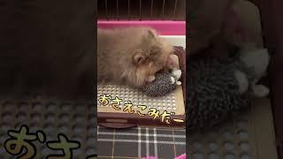 モナカの初めてのオモチャ！シャカシャカハリネズミ #pomeranian #モナカ