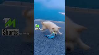 cute dog eat parrot #dog #parrot #cute #shorts #youtubeshorts #ytshorts #youtube #viral #viralshort