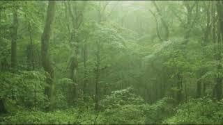 下雨聲 - 森林里的下雨聲，大自然的聲音，療愈，放鬆 Rain Sounds - Rain in the Forest, Nature's Sound, Healing, Relaxing