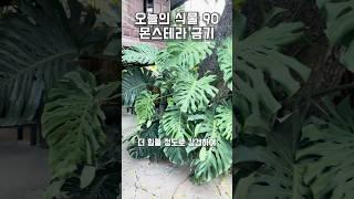 90. 몬스테라 키울때 이것만은 절대 하지마세요!!