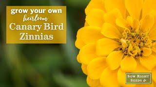 Sow Right Seeds | Canary Bird Zinnias