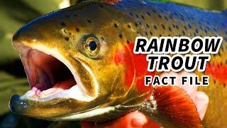 Rainbow Trout Facts: the STEELHEAD Trout  Animal Fact Files