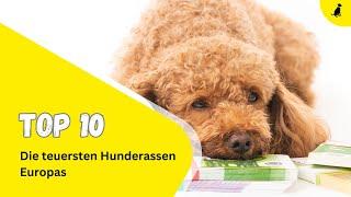 Die 10 teuersten Hunderassen Europas ⎮DieHundezeitung