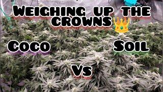 Coco vs Soil ,Record Breaking Weigh in !!BIGGEST#3 POT Harvest ever under the new mars hydro FC-6500