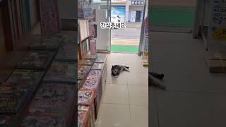 간식 찾는 서점냥이 #길냥이 #cat #고양이