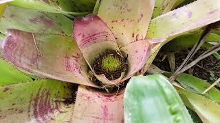 Gardening with Gabriel - Harvesting fruit from Aechmea fasciata