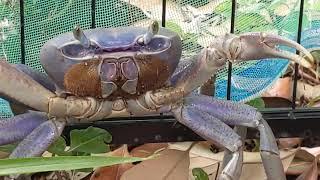 Belize Wildlife | Meeting THE REAL Gettin' Belizy 'Crabby' | Large Blue Crab Caught in our Fence