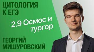 2.9. Осмос, тургор, плазмолиз | Цитология к ЕГЭ | Георгий Мишуровский