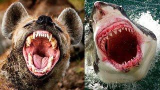 The STRONGEST BITES In The ANIMAL KINGDOM 