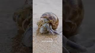 寄居蟹如何在陆地安家？ #寄居蟹 #海洋生物 #神奇动物  #奇妙的动物