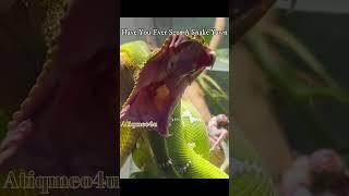 Have You Ever Seen A Snake Yawn || Short Video