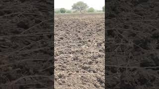 #11 #acre #land #forsale #26lacks #acre #telangana #zaheerabad #agriculture #9640041044 #sangareddy