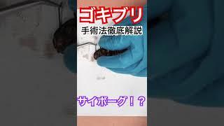 ゴキブリをサイボーグにする方法