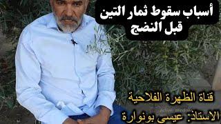 أسباب سقوط ثمار التين قبل النضج Reasons fall of figs fruits before ripening