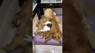 Jealous Golden Retriever️ #tiktok #goldenretriever #cute #cutedog