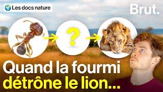 Comment ce minuscule insecte bouleverse toute une savane