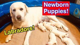 Newborn Labrador Retriever Puppies!