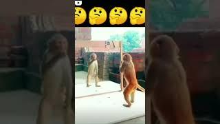 monkey comedy show #monkey #comedy #monkeycomedy #animalcomedy