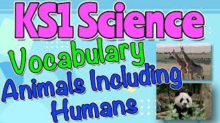 ANIMALS INCLUDING HUMANS KS1 SCIENCE VOCABULARY by Miss Ellis  #sciencevocabulary