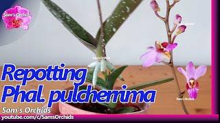 Repotting Phalaenopsis pulcherrima orchid