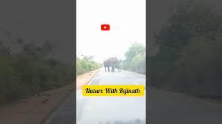 Meet An Elephant On The Road |Wild Elephant | Nature with Rejinath |shorts |Trending|wild animals