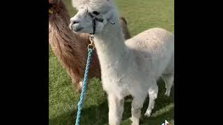 Alpaca and llama walking